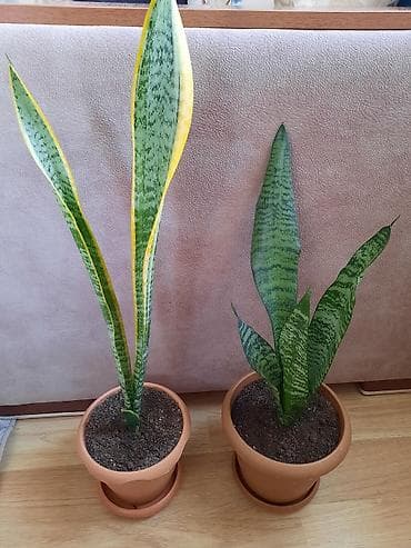 gullər: Sansevieria gülü (qılınc gulu) — 2