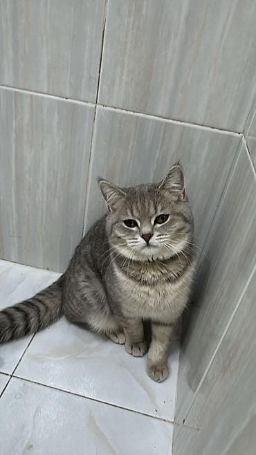 Britan, Dişi, Yaxşı əllərə, Ödənişli çatdırılma