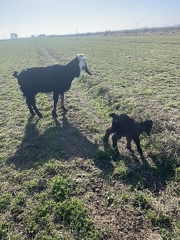 Ördəklər: Satılır: Qara rəngli keçi balası (oğlaq) - Növ: Yerli/qarışıq cins — 1
