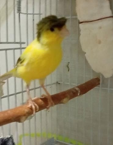 korella quşu: Bülbül Cavan ərkək — 2