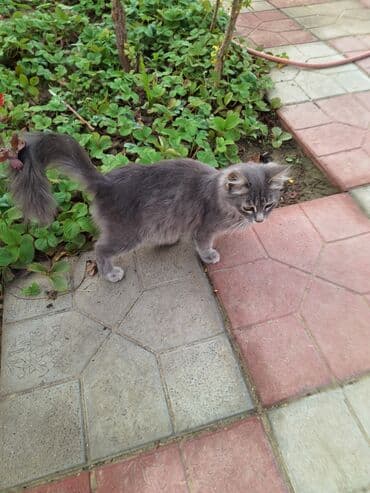 siam pişiyi qiyməti: Uzun tüklü boz pişik - Rəng: bərk boz (dumanı), bığ hissəsində və — 11