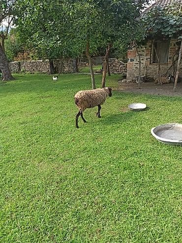 qoyun balali: Salam Aleykum Roman Qoyunlar Teçili satilir istiyən olsa 0505792271 — 1