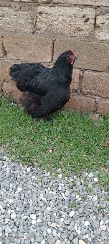 Qazlar: Brahma toyuqları – yumurtacı və ətlik iri cins 3 toyug 1 xoruz 280 m — 2