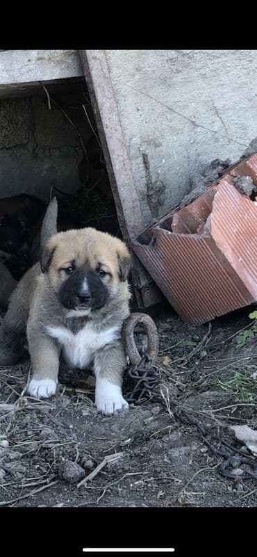 Qurdbasar, 1 ay, Dişi — 4