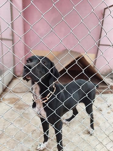 avcarka balasi satisi: 1 il, Peyvəndli, Ödənişli çatdırılma — 2