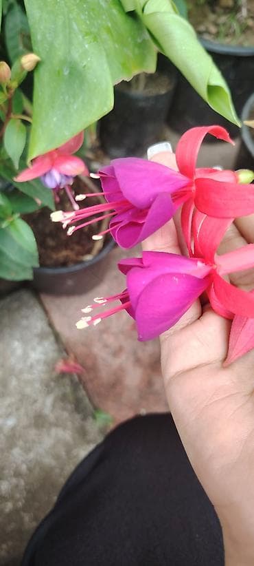 balı: Məhsul: dekorativ saksı bitkiləri – Fuşya (Fuchsia) və Koleus (Coleus) — 6