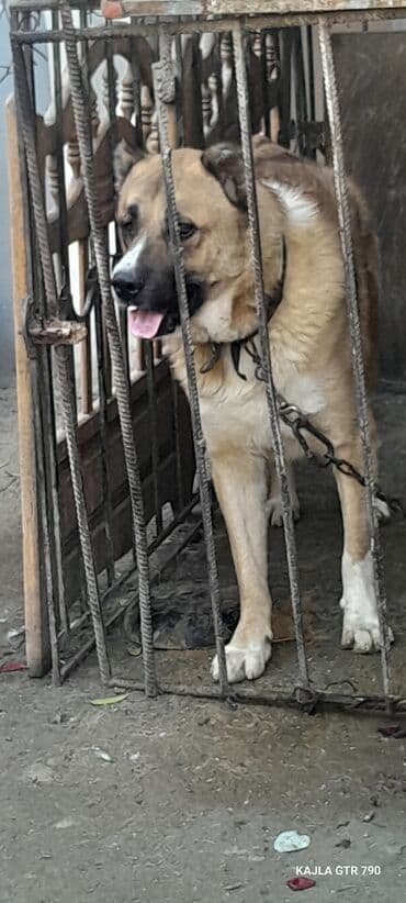 qizil baliq qiymeti: Qurdbasar — 2