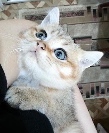 pişik britan: Britan — 2