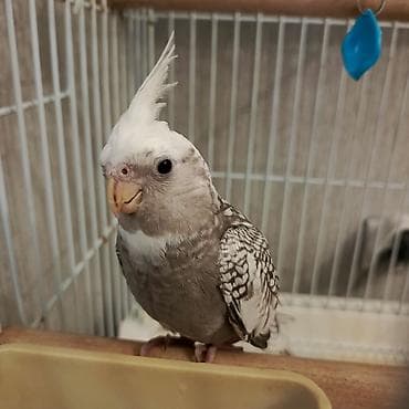 labrador iti satilir: 75 Azn
Yanaqsiz Korella 2 ayliq erkek — 2