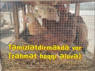 Chery: Курица, Для разведения, Самовывоз, Бесплатная доставка, Платная доставка — 3