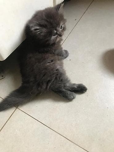 mingəcevir pişik: Britan — 9