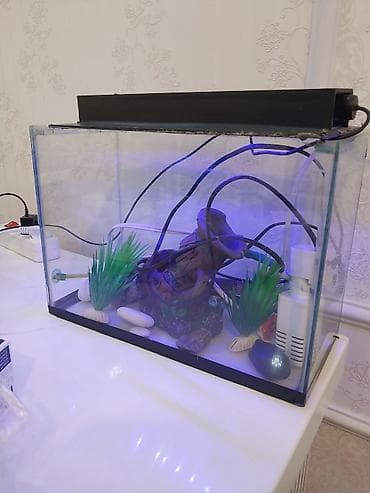 Akvaryum komplekti - Şüşə akvaryum, düzbucaqlı forma, üst hissədə