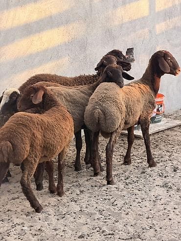 Quzu, Dişi, Qala, ay: 1, 22 kq, Damazlıq, Südlük, Ətlik, Ünvandan götürmə