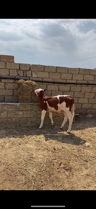şinşila satılır: Dana, buzov, Erkək, Simental, ay: 2, Damazlıq, Ətlik — 1