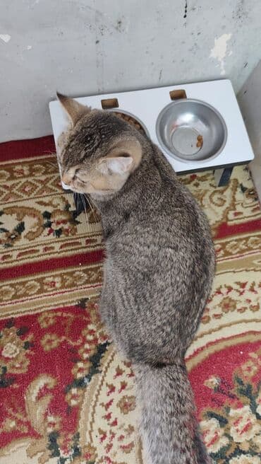 Heyvanlar üçün mallar: Qızıl şinşilla, Erkək, Yaxşı əllərə, Ödənişli çatdırılma — 5