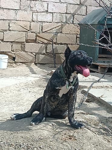 volkodav itleri: Brindle rəngli, güclü və enerjili erkək it. Qısa, sıx tüklü, əzələli — 3