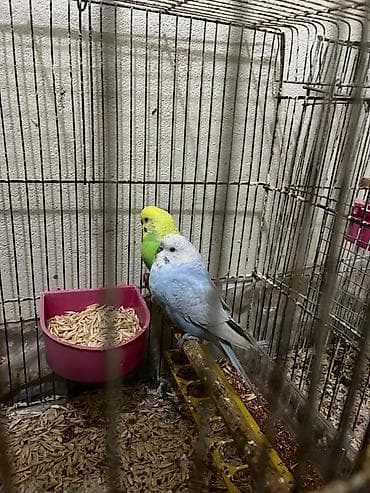 tutuqus: Rainbov tutuqusular satilir. Tam saqlam ve aktiv — 6