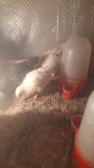 cucə ferması: Cücələr – yerli təsərrüfatdan ferma avadanliqi satilir qurawdirilib — 1