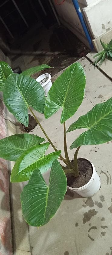 nokia yarpaq: Böyük yarpaqlı alokaziya (Alocasia/macrophylla tipli) – dekorativ otaq — 2