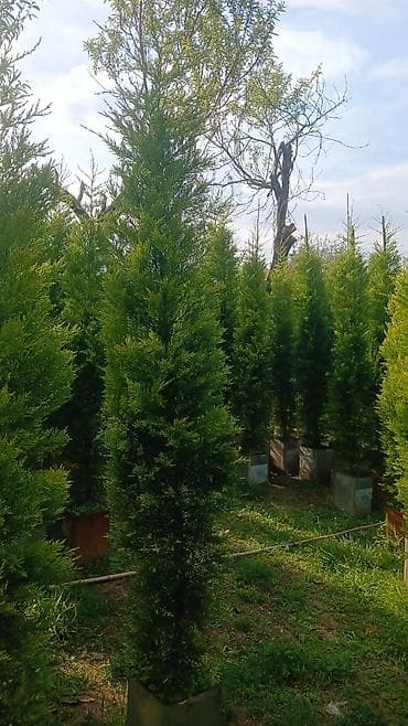 darvaza qapi: Yeni Otaq qapısı Ünvandan götürmə, Ödənişli çatdırılma — 8