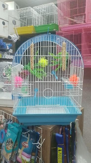 korella quş: ✨ Çil-çil sarı-qara hazır elquşları satışda! 🐦✨ Unikal qarışıq rəngli — 2