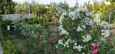 ramanada evler: Bakı, 280 kv. m, 8 otaq, Hovuzlu, Kombi, Kanalizasiya — 14