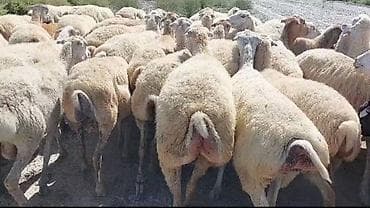 toyuqlar satılır: 500 baş Beylaqan sortu cavan boğaz qoyunlar satırıq.Şəxsi öz qapı — 1