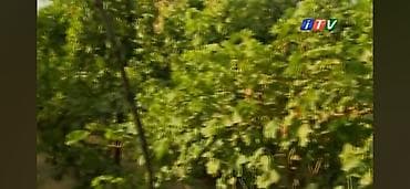 metlaq satisi: 🍇 ÜZÜM AĞACLARININ SATIŞI 🍇 Bağ salmaq istəyənlər üçün hazır və — 7