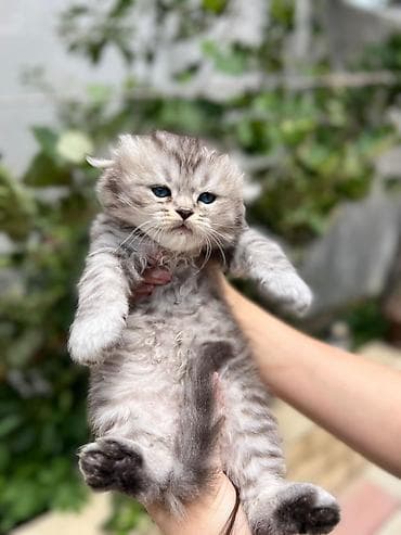 pişik tap az: Şotland — 9