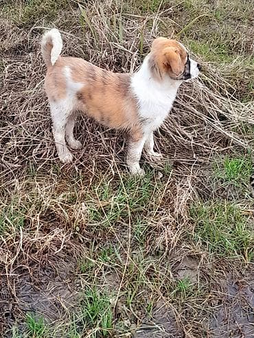 itlerin satiwi: 2 ay, Erkek — 2