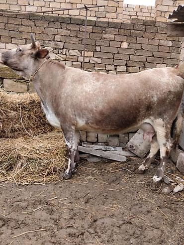ucuz ev itleri: Südlük inək - Cinsəoxşar: yerli qarışıq südlük tip - Rəng — 2