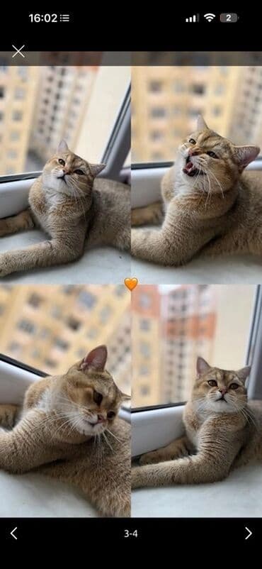 şotlant pisiyi: Britan, Dişi — 2