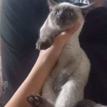 su çğni: Siam — 2