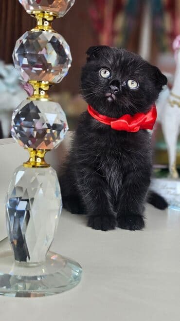 pişik şəkili: Şotland yastı qulaq — 1