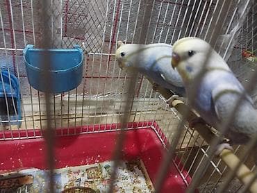 hunduşqa satışı: Rainbov rənglərində tutuquşu balaları satılır 2 sidə 2aylıqdır biri — 8