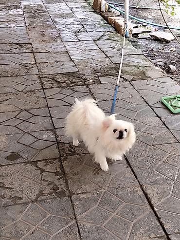İtlər: Pekines, 7 ay, Erkek, Sənədli, Ünvandan götürmə, Ödənişli çatdırılma — 2