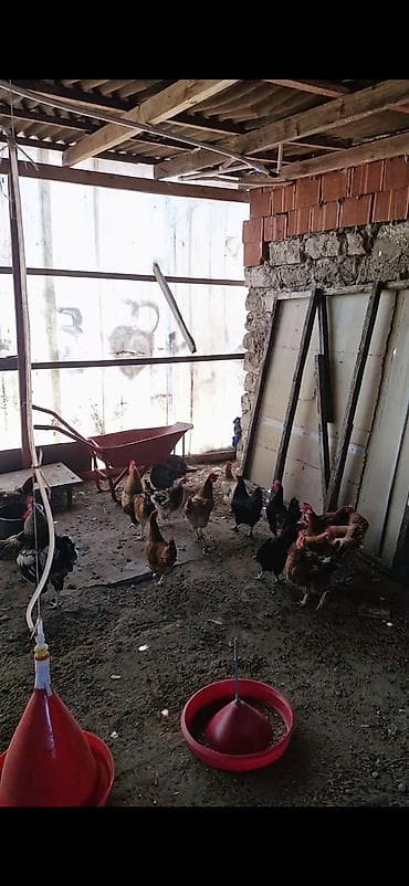 Toyuq, Yumurtalıq — 2