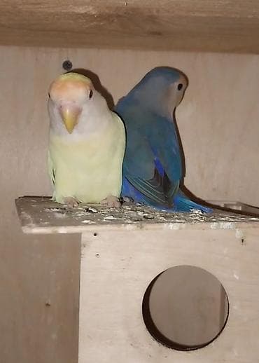 Tutuquşları: Sevgi quşları (lovebird) cütü – dekorativ və evdə bəsləmək üçün hazır — 4