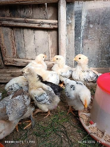 Toyuq cücələri, Ətlik, Ünvandan götürmə