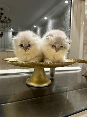 Şirin balaca pişik balaları - Cins: uzun tüklü, yumşaq və sıx xəzli