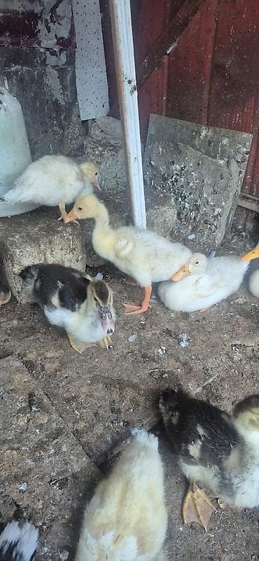 kanada sortu hinduska: Məhsul: Ördək bala partiyası Təsvir: - Çoxsaylı ördək balaları — 10
