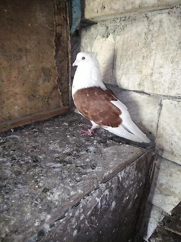 ÜNVAN MASALLI SATILIR ERKƏY İRAN GÖYƏRÇİN