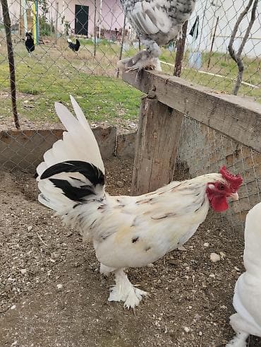 xoruz barter: Xoruz, Yapon, il: 1 — 5