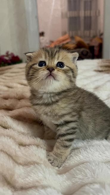 mingəcevir pişik: Brit tipli balaca pişik balaları - Cəlbedici qızılı-qəhvəyi rəng — 1