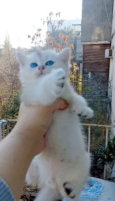 Şinşilla, Erkək lalafo.az -da Şinşilla, Erkək