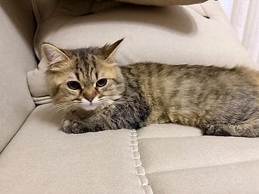 шиншилла кот: Шиншилла, Самка, В добрые руки, Самовывоз — 1