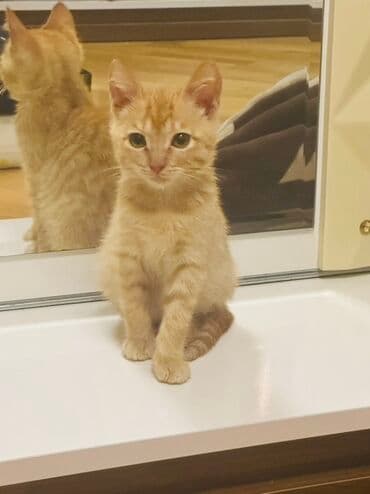 pişik satisi 2019: Dişi, Ünvandan götürmə — 3