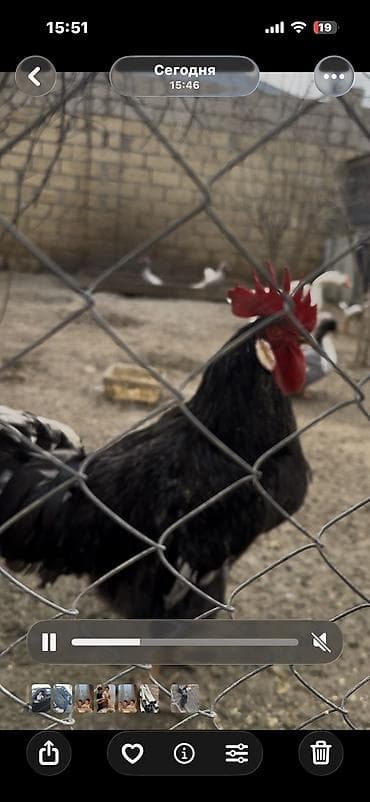 itlə barter: Qara xoruz 50 azn Çilli xoruz cutu 60 Çilli xoruz tek 35 azn Barter — 3