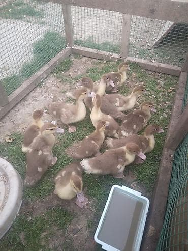 qus dami satilir: 1aylıq balalardı kariçni sordu 13 ədəddir inkubator deyil őz — 1