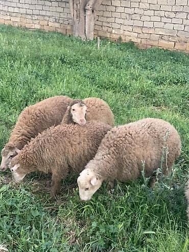 qoyun şekli: Sağlam quzular satılır 260 manata — 2